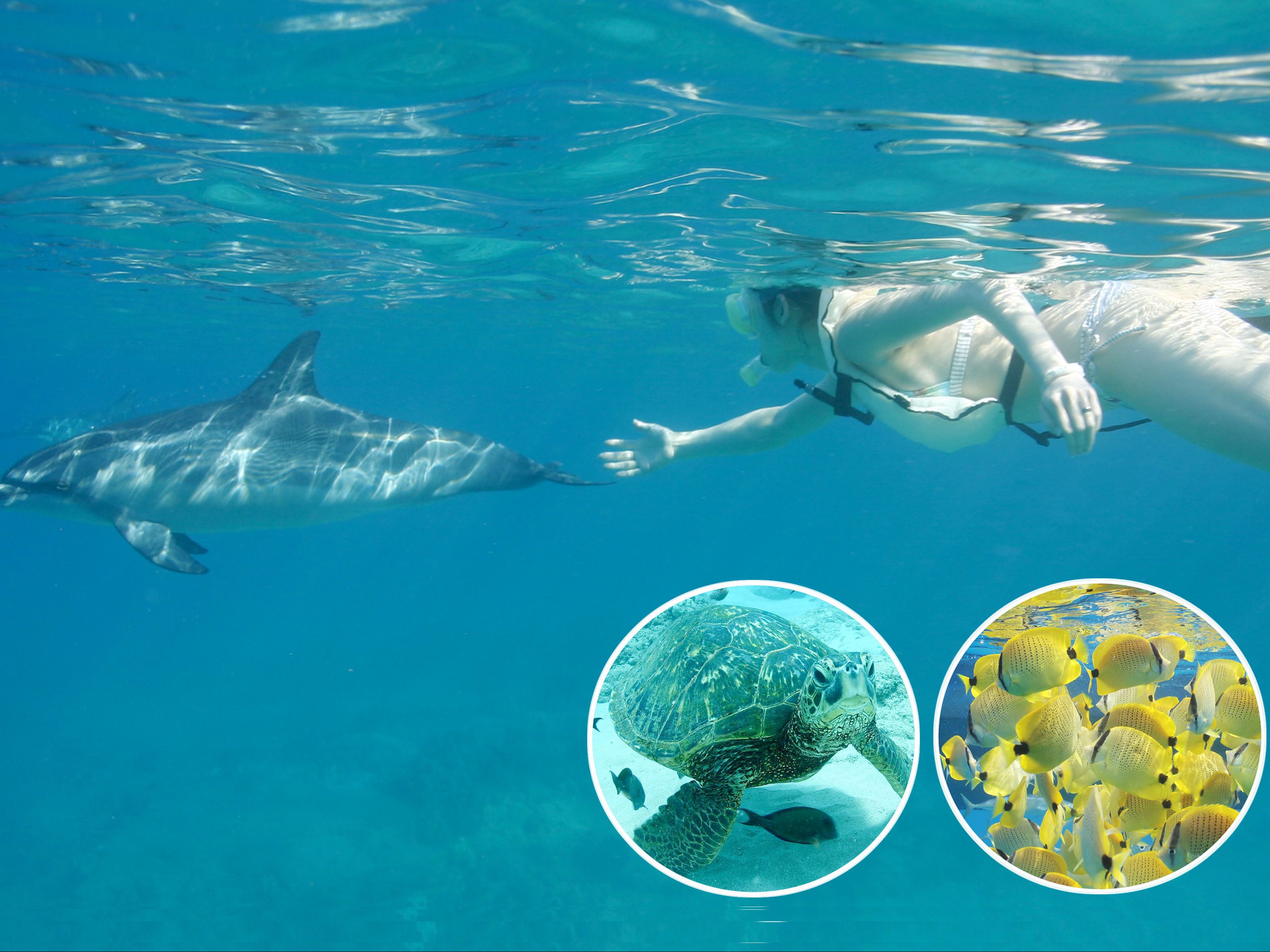 ドルフィン ユー Kaukau ハワイのお得なクーポン 予約ならカウカウ ドルフィン ユー Kaukau ハワイのお得なクーポン 予約ならカウカウ