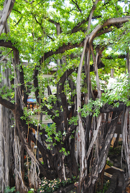 DSC_0068