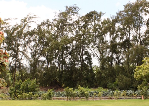 ハワイ ノースショア カフクファーム ファームツアー HAWAII NORTHSHORE KAHUKU FARM FARM TOUR