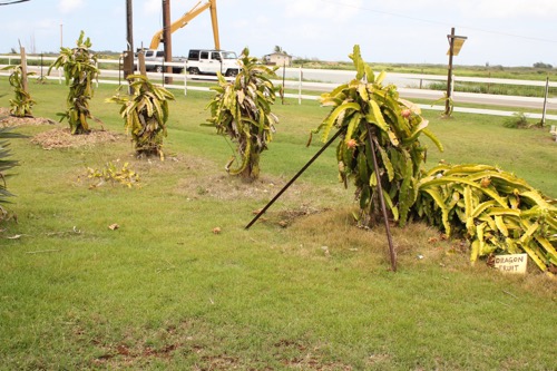 ハワイ ノースショア カフクファーム ファームツアー ドラゴンフルーツ HAWAII NORTHSHORE KAHUKU FARM FARM TOUR DRAGON FRUITS