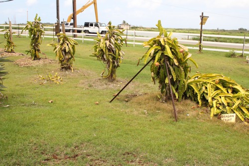 ハワイ　ノースショア　カフクファーム　ファームツアー　ドラゴンフルーツ　HAWAII NORTHSHORE KAHUKU FARM　FARM TOUR DRAGON FRUITS