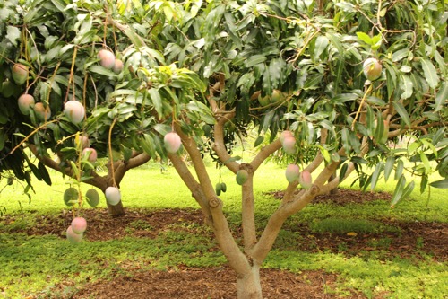 ハワイ ノースショア カフクファーム ファームツアー マンゴー MANNGO HAWAII NORTHSHORE KAHUKU FARM FARM TOUR