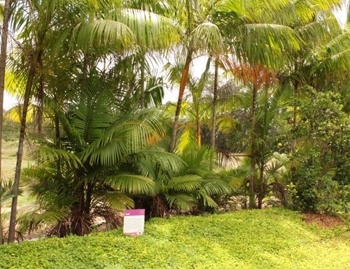 ハワイ ノースショア カフクファーム ファームツアー アサイー ASAI HAWAII NORTHSHORE KAHUKU FARM FARM TOUR