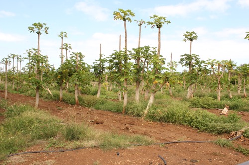 ハワイ ノースショア カフクファーム ファームツアー パパイヤ HAWAII NORTH SHORE KAHUKU FARM FARM TOUR PAPAYA