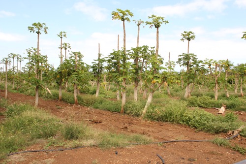 ハワイ　ノースショア　カフクファーム　ファームツアー　パパイヤ　HAWAII NORTH SHORE KAHUKU FARM　FARM TOUR PAPAYA