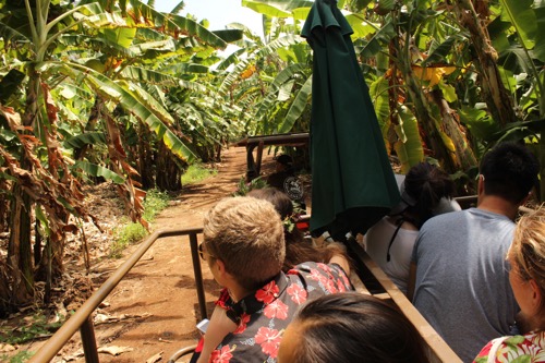 ハワイ ノースショア カフクファーム ファームツアー バナナ HAWAII NORTHSHORE KAHUKU FARM FARM TOUR