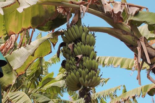 ハワイ ノースショア カフクファーム ファームツアー バナナ BANANA HAWAII NORTHSHORE KAHUKU FARM FARM TOUR