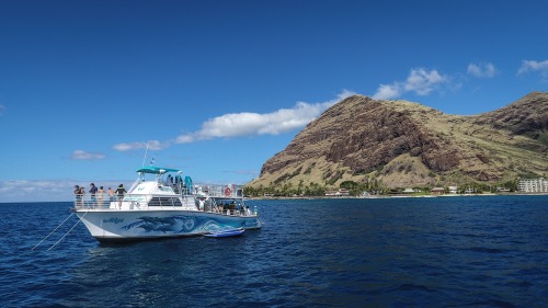 hawaii dolphin tour activity golden week1