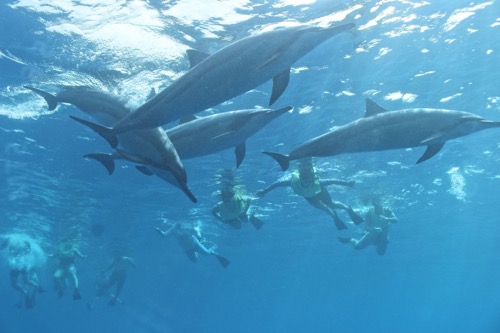 hawaii dolphin tour activity golden week1