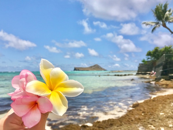 ハワイから日本の皆さまへ 今綺麗に咲いているお花の写真をお届け Kaukau ハワイのお得なクーポン 予約ならカウカウ