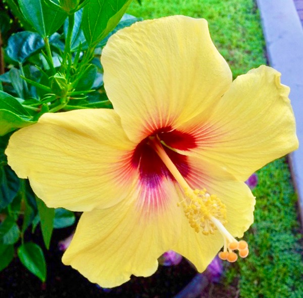 th_ハワイ　黄色のハイビスカス　州花