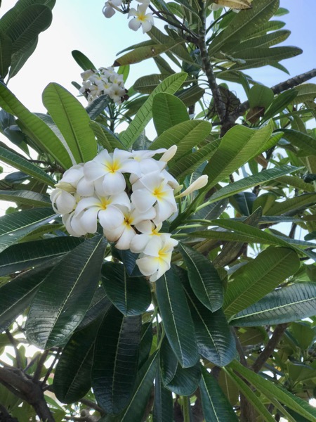 ハワイから日本の皆さまへ 今綺麗に咲いているお花の写真をお届け Kaukau ハワイのお得なクーポン 予約ならカウカウ
