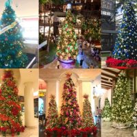 hawaii christmas tree waikikith_