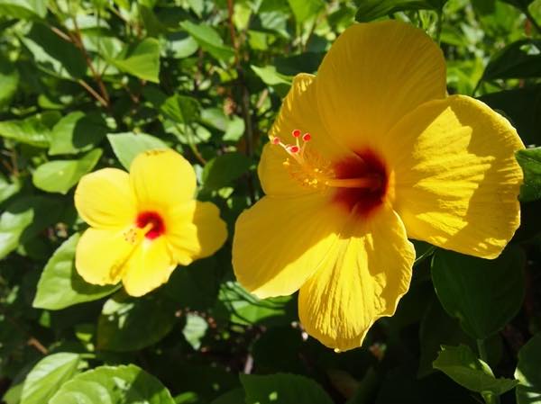 ハワイに咲くカラフルなお花11種類の花言葉や伝説などをまとめました ハワイでよく見る定番のお花から ハワイ固有の珍しいお花まで Kaukau ハワイのお得なクーポン 予約ならカウカウ