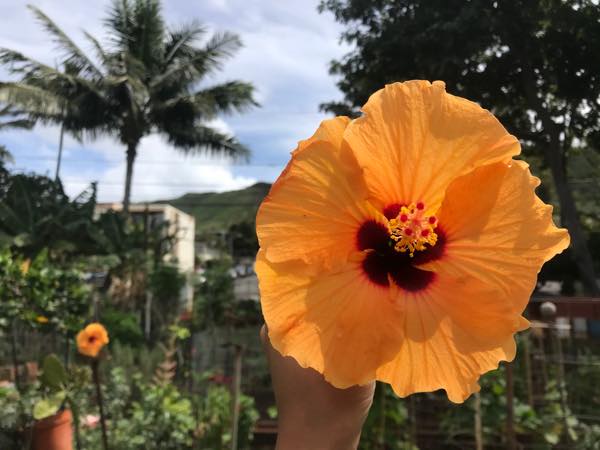 ハワイに咲くカラフルなお花11種類の花言葉や伝説などをまとめました ハワイでよく見る定番のお花から ハワイ固有の珍しいお花まで Kaukau ハワイのお得なクーポン 予約ならカウカウ