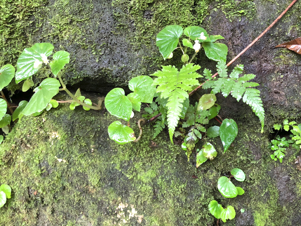 マノアの滝ツアー
