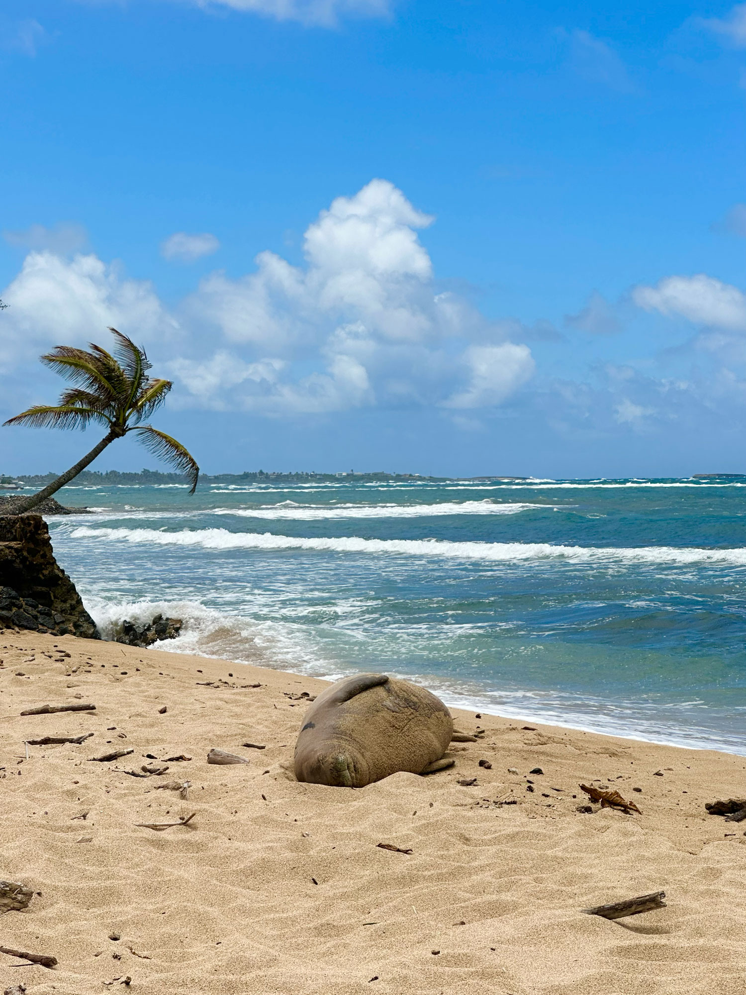 Hawaiian monk seal