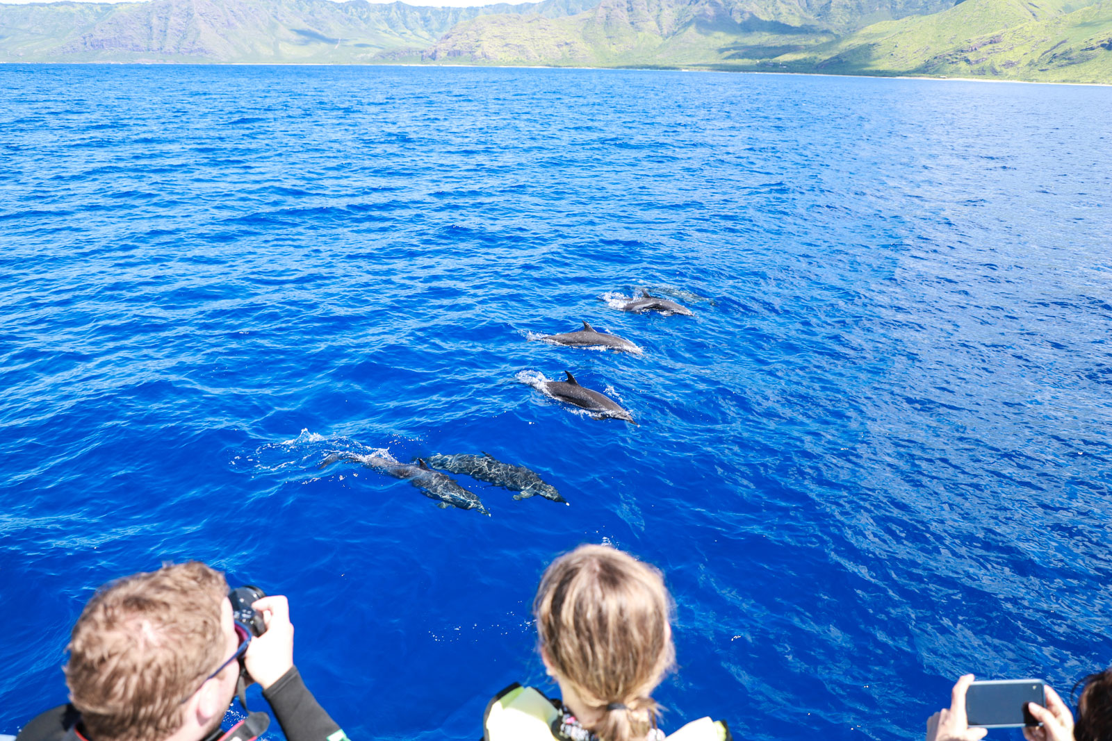 dolphin watching