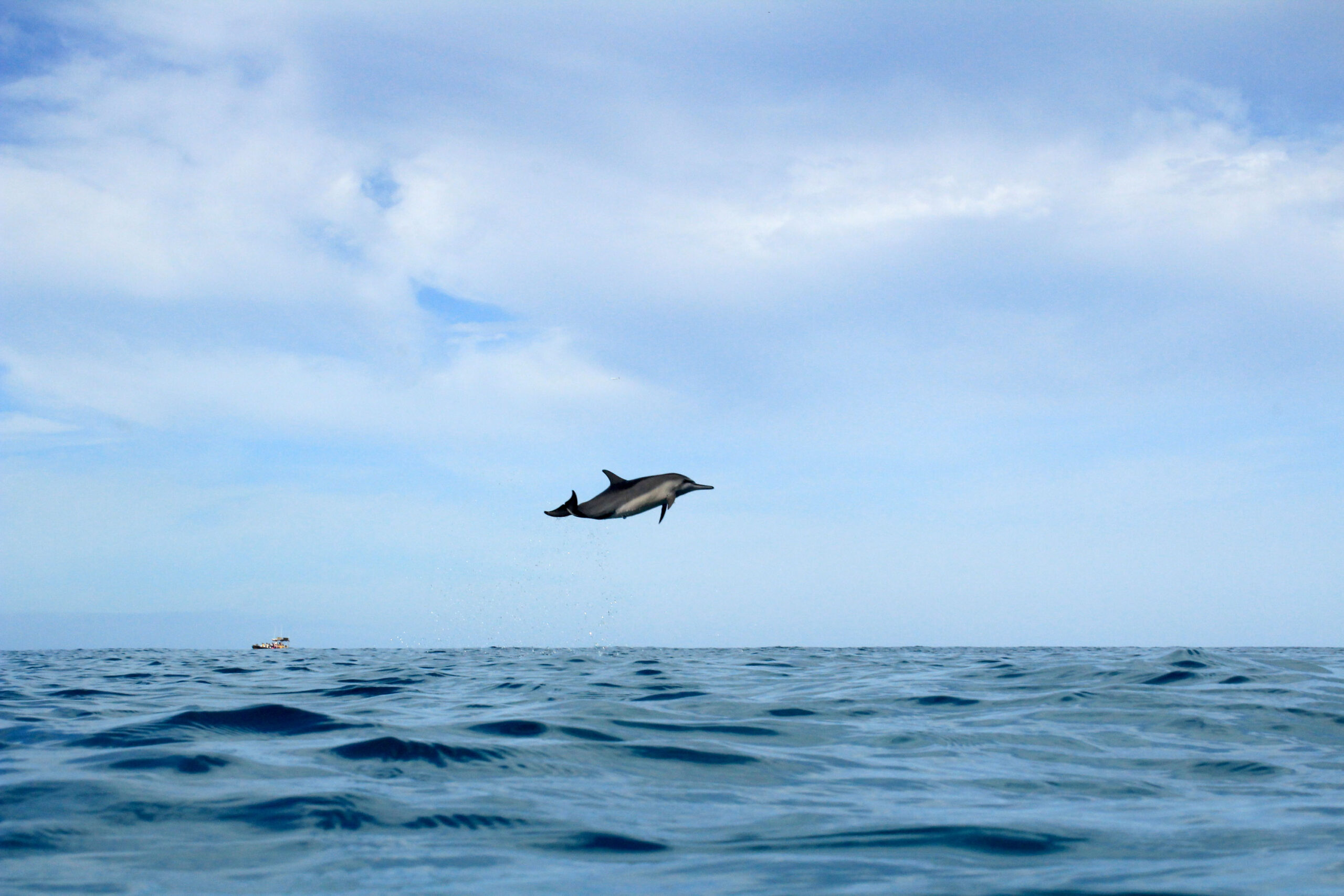 dolphin Jump