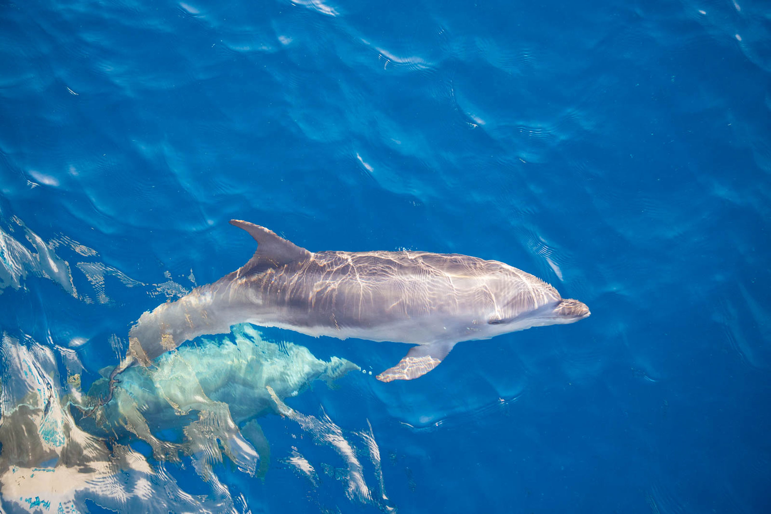 Dolphin
