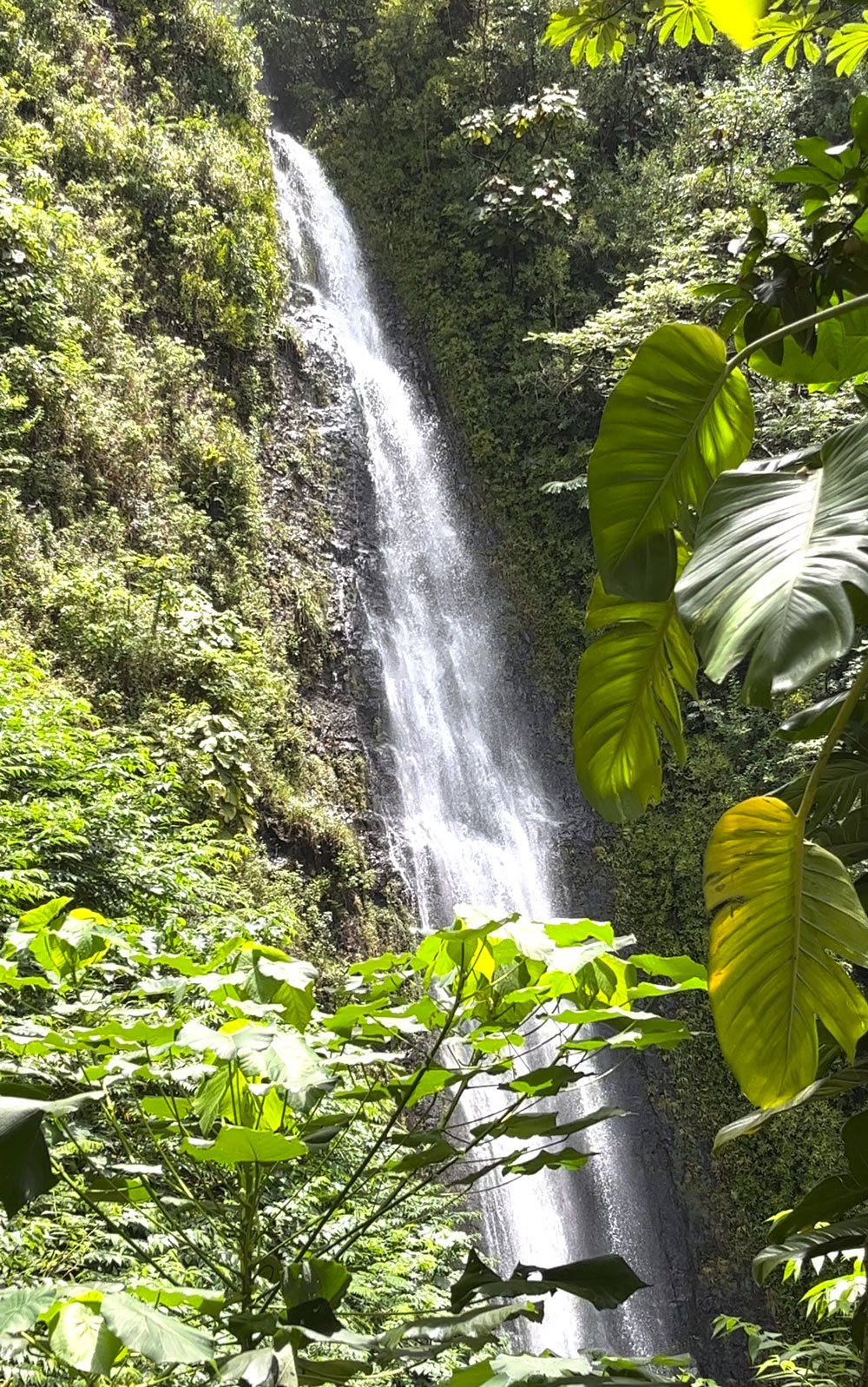 manoa waterfall