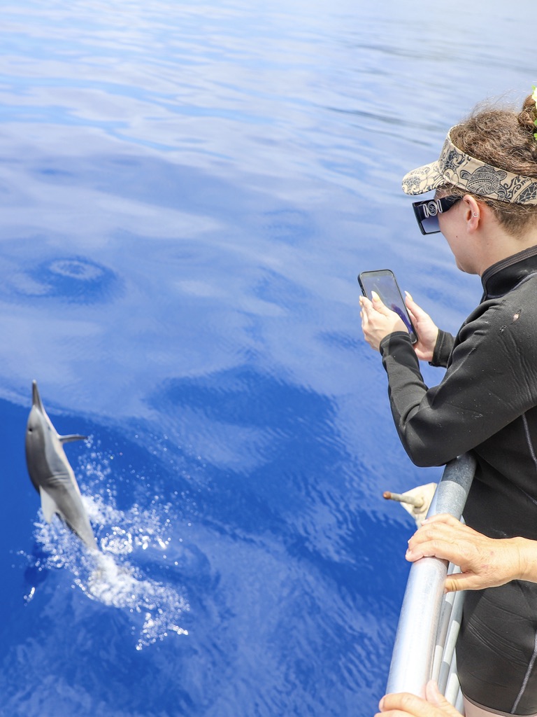 dolphin watching Oahu
