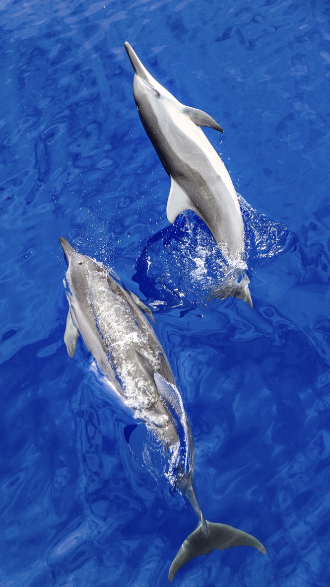 dolphin swimming