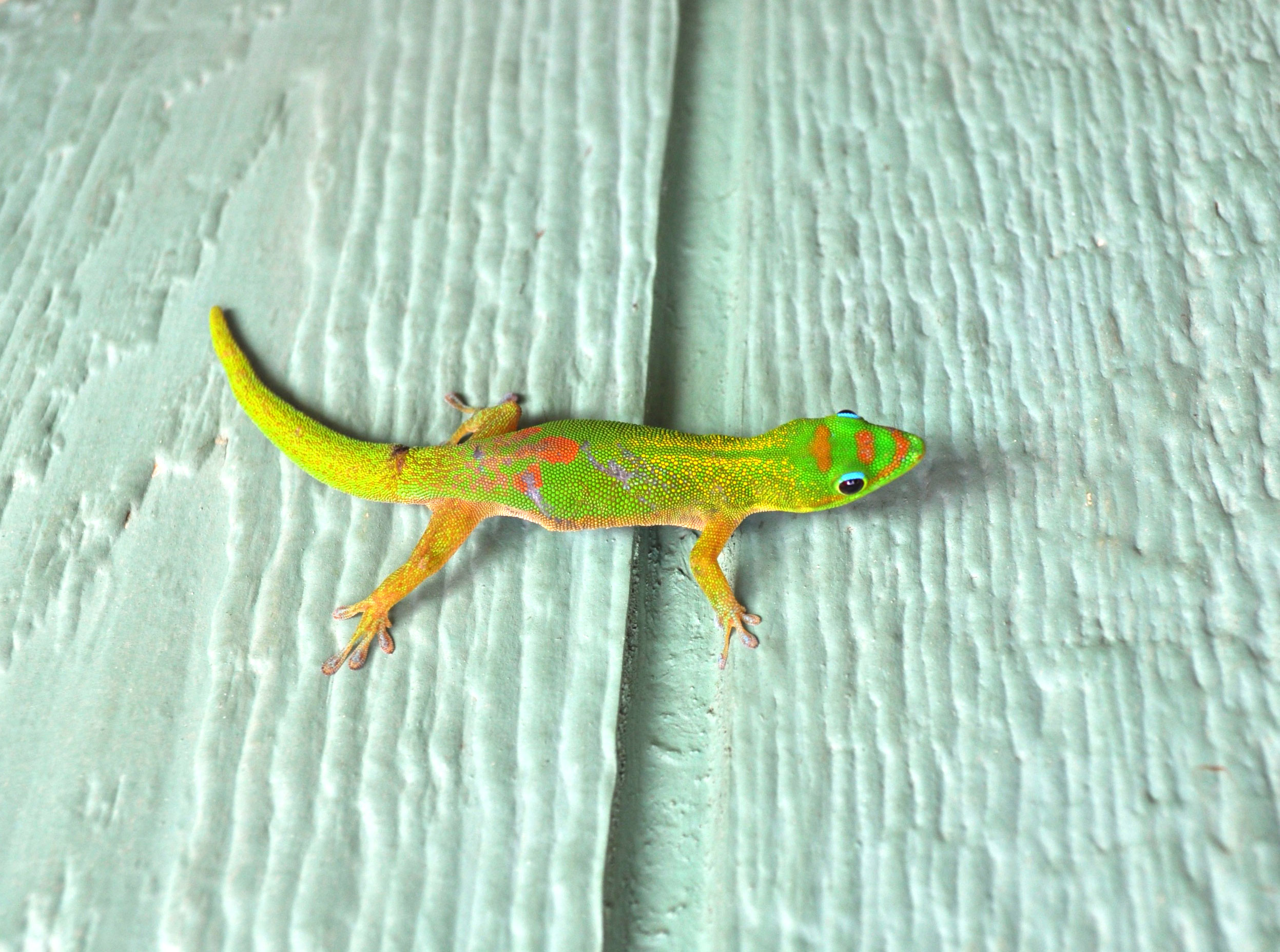 gecko