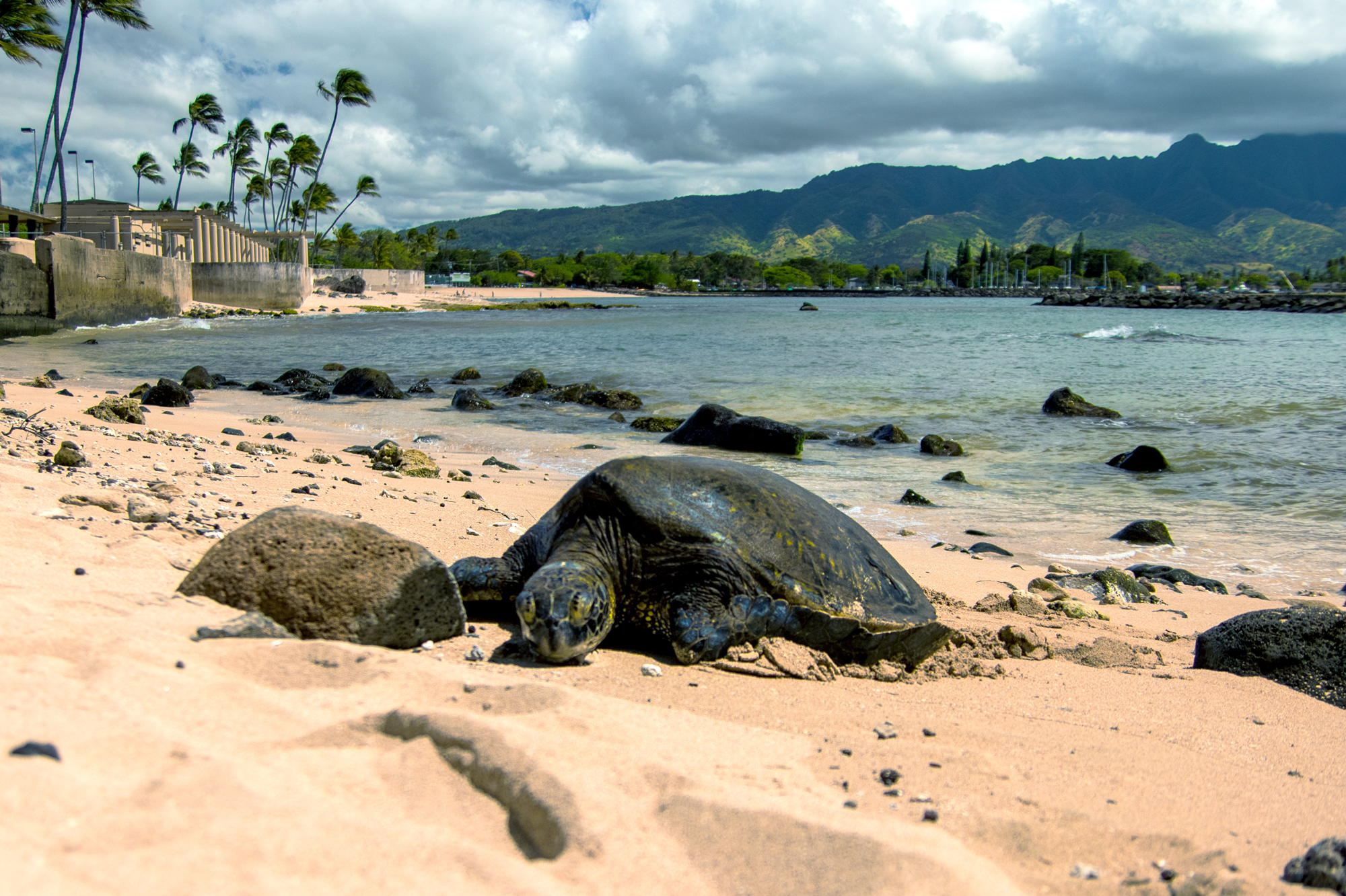 Hawaiian turtle